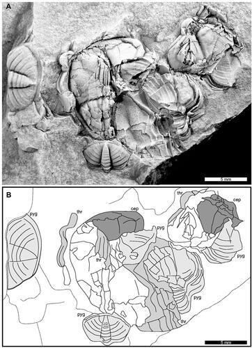 Figure 2. Coprolite from the Wallace Shale. A, Complete specimen. AM F158002. B, Line drawing of A showing edges of the fragmented sections. Identifiable structures coloured grey. Acronyms: cep: cephalon; pyg: pygidial section; thr: thoracic fragment.