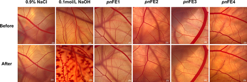 Figure 7 Representative results of chorioallantoic membrane treated with different samples.