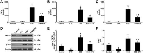 Figure 7 Etanercept reversed the effects of CSE on levels of inflammatory cytokines, TNFR1, p-p65/ p65 in HPAECs. (A and C) Levels of inflammatory cytokines TNF-α (A), IL-6 (B) and IL-8 (C) in HPAECs after CSE exposure and ETN treatment were quantified using enzyme-linked immunosorbent assay (ELISA). (D–F) Protein/β-actin expressions of TNFR1, p65 and p-p65 in HPAECs after CSE exposure and ETN treatment were determined using Western blot. β-Actin was used as the internal control. All experiments were performed in triplicate and experimental data were expressed as mean ± standard errors (SE). *P<0.05, vs control; #P<0.05, vs CSE.