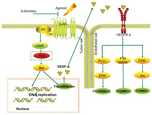 Figure 1 β-blockers abolish induction of VEGF expression by β-adrenergic agonists, leading to inhibition of angiogenesis.