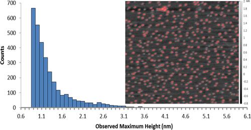 Figure 2 A representative AFM height image of Argentyn 23 and the size distribution histogram. The AFM height image is presented with a mask in red overlaid. The height of the particles is represented by the brightness of the spots against the scale bar to right of image. The size distribution histogram contains data from nine Argentyn 23 batches. A minimum of three images from each batch were analyzed.