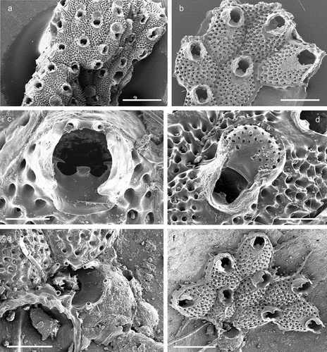 Figure 21. Prenantia ligulata. (a) Colony. (b) Autozooids. (c) Orifice showing two distal oral spines, the lyrula and condyles in an early astogenetic zooid. (d) Maternal zooid with ovicell. (e) Ancestrula. (f) Ancestrula with early autozooids Scale: (a) 1 mm; (b, f) 500 µm; (c, e) 100 µm; (d) 200 µm.