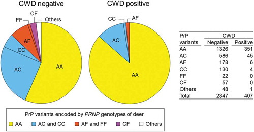 Figure 3. PrP variant combinations in CWD positive and negative deer. Combinations of protein variants are colour-coded; deer with both chromosomes encoding PrP variant A (AA) are shown in yellow, deer with PrP variant C encoded by at least one chromosome are shown in blue (AC or CC), deer with PrP variant F encoded by at least one chromosome are shown in orange (AF or FF), deer with one chromosome encoding PrP variant C and the other encoding F are shown in purple (CF), and deer with other protein variants encoded by at least one chromosome are in white (others). The much higher proportion of AA relative to other combinations is evident among CWD positive relative to CWD negative deer. No FF or CF deer were detected among CWD positive deer.