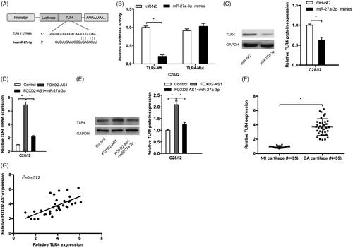 Figure 5. FOXD2-AS1/miR-27a-3p/TLR4 axis mediated the OA progression. (A) The binding site between the miR-27a-3p and TLR4. (B) Luciferase reporter assay showed that miR-27a-3p mimics reduced the luciferase activity of TLR4-Wt group. (C) MiR-27a-3p mimics decreased TLR4 protein levels in C28/I2 cells. (D, E) FOXD2-AS1 overexpression increased TLR4 expression both in mRNA and protein levels in C28/I2 cells, which could be abolished by miR-27a-3p mimics. (F) TLR4 mRNA expression was significantly increased in OA patients. (G) TLR4 mRNA expression was positively correlated with FOXD2-AS1 expression in OA tissues. *p < .05.