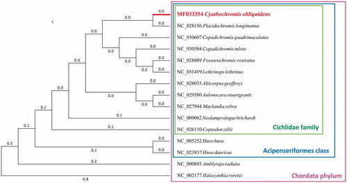 Figure 1. Maximum likelihood tree of complete mitochondrial genome of C. obliquidens and 14 other closely species, which have the Genbank accession numbers of their complete mitochondrial genome sequences in front.