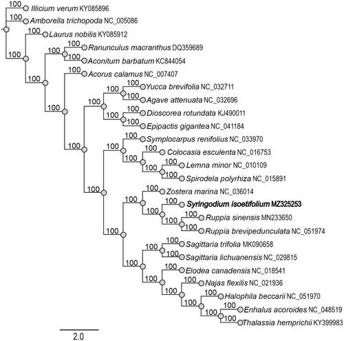Figure 1. Phylogenetic tree of 25 species based on the chloroplast genome sequences with maximum-likelihood (ML) analysis.