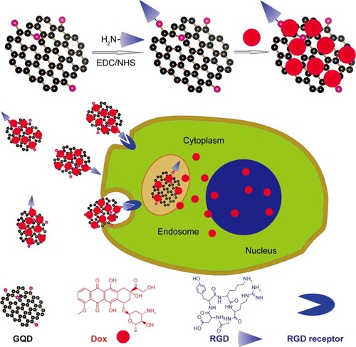 Figure 1 Schematic illustration of the geometry of multifunctional GQDs for the traceable, targeted delivery of anticancer drugs and their interactions with cancer cells.Abbreviations: Dox, doxorubicin; EDC/NHS, 1-(3-(dimethylamino)propyl)-3-ethylcarbodiimide and N-hydroxysuccinimide; GQD, graphene quantum dot; RGD, arginine-glycine-aspartic acid.