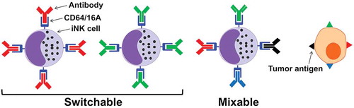 Figure 2. Different means of universal tumor antigen targeting by iNK cells expressing CD64/16A. Anti-tumor therapeutic mAbs docked to iNK expressing CD64/16A in an alternating approach (switchable) or in combination (mixable) to target multiple tumor antigens.