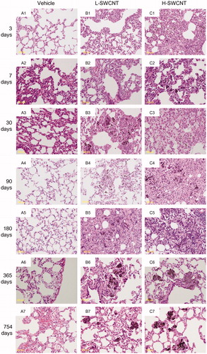 Figure 3. Micrographs of lung tissue from a rat exposed to SWCNTs at 3, 7, 30, 90, 180, 365 and 754 days post-instillation. After the rats were sacrificed, the lung tissues were fixed in 4% buffered paraformaldehyde, followed by embedding in paraffin, and the sections were stained with hematoxylin and eosin.