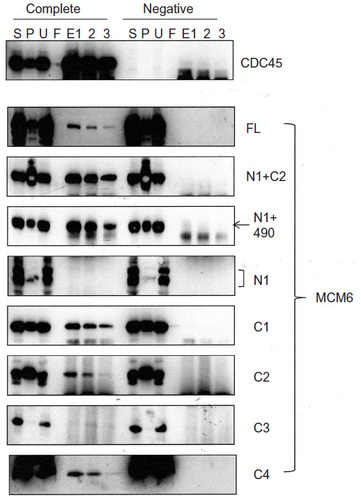 Figure 1 Binding of CDC45 with MCM6 fragments.
