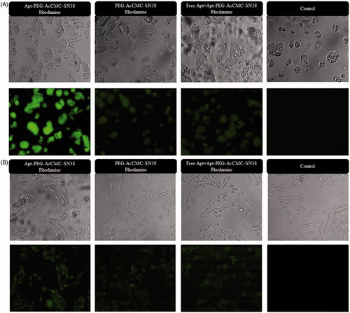 Figure 5. Fluorescent microscopy images showing the cellular uptake of Rhodamine 6G encapsulated Apt-PEG-AcCMC-SN38, PEG-AcCMC-SN38 and Apt-PEG-AcCMC-SN38 + free aptamer as a competitive ligand in (A) CD133 positive cells, HT-29 cells (B) CD133 negative cells, CHO cells.