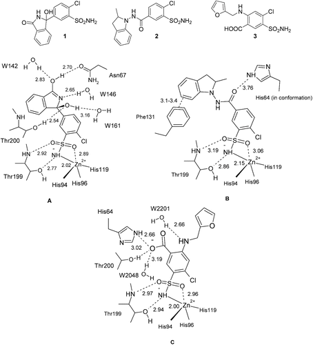 Figure 1.  Comparison of interactions in which the thiazide/high-celling diuretics chlorthalidone 1 (A), indapamide 2 (B) and furosemide 3 (C) participate when bound to the hCA II active site, as observed in the corresponding X-ray crystal structures (PDB files 3F4X, 3BL1 and 1Z9Y).