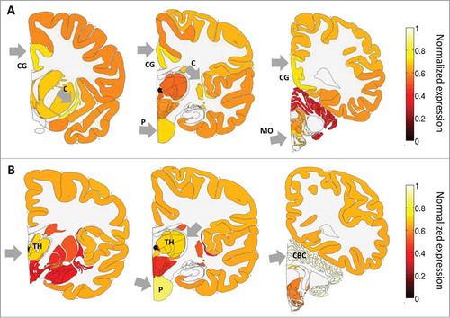 Figure 1. ADAR and ADARB1 expression in the human brain based on the ABA-2013 data set. Heat map of normalized mRNA expression in 3 coronal slices of a human brain. Expression levels were calculated here by first summing expression over smaller regions, and then dividing by the maximum expression over regions, and averaged over 6 adult brains. This was done to allow easier visualization of the expression levels in the different brain regions. (A) ADAR expression is enriched in the cingulate gyrus - CG, the pons - P, the claustrum - C and the medulla oblongata - MO. (B) ADARB1 expression is enriched in the thalamus - TH), the pons - P and the cerebellar cortex - CBC. Figures were created using the brain-expression-visualizer tool available from www.chechiklab.biu.ac.il.