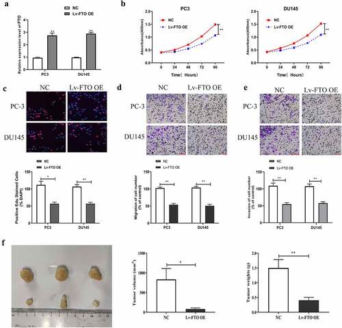 Figure 4. FTO overexpression suppressed PCa cells to proliferate, migrate and invade and tumor growth. (a). Examination of FTO expression level in PCa cells undergoing Lv-FTO OE transfection via qRT-PCR. (b). Determination of absorbance at 450 nm of PCa cells undergoing Lv-FTO OE transfection via CCK8 experiment. (c). Determination of EdU positive rate of PCa cells undergoing Lv-FTO OE transfection via EdU experiment (200×). (d). Examination of impact of FTO up-regulation on the ability of PCa cells to migrate via transwell migration experiment (200×). (e). Examination of impact of FTO up-regulation on the ability of PCa cells to invade via transwell invasion experiment (200×). (f). The tumor growth rate of nude mice injected with Lv-FTO OE transfected PCa cells was detected by tumor carrying test. *P < 0.05; **P < 0.01.