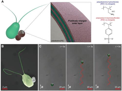 Figure 4 Overview of C. reinhardtii-powered microswimmers for drug delivery. (A) Microalgae were connected to positively charged functional particles via electrostatic interactions. (B) Scanning electron microscopy (SEM) image of the hybrid microswimmer system. (C) Trajectory of the microswimmer system under the influence of a uniform magnetic field (26 mT). The red line indicated the propulsion trajectories of an algal microswimmer. Scale bars: 20 μm. Reproduced from Yasa O, Erkoc P, Alapan Y, Sitti M. Microalga-powered microswimmers toward active cargo delivery. Adv Mater. 2018;30(45):e1804130. Copyright (2018), John Wiley and Sons.Citation27
