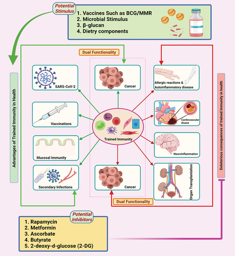 Figure 1. The link between trained immunity with a variety of health and disease conditions. Stimulating or inhibiting the trained immunity with potential stimulators or inhibitors, respectively, has therapeutic potential. The increased heterogeneous immune response can be elicited via exploiting the stimulation of trained immunity. This heterogeneous response against various infections can be used to improve vaccines in the future. Some chronic autoimmune disorders, cardiovascular disease, food allergies, transplantation rejection are characterized via an inappropriately trained immune phenotype. Inhibiting trained immunity via potential inhibitors like rapamycin, metformin, ascorbate, butyrate, and 2-deoxy-d-glucose will be more useful in such cases. Figure was designed by Biorender.Com program (https://biorender.Com/) Accessed on 13 May 2021.