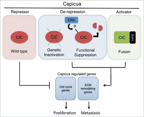 Figure 1. Wild-type Capicua (CIC) represses pro-metastatic and cell cycle genes. Genetic inactivation or post-translational suppression of CIC can de-repress a core set of CIC-regulated genes to promote highly conserved functional phenotypes. In the context of the CIC-DUX4 fusion, CIC is transformed into an activator of target genes.
