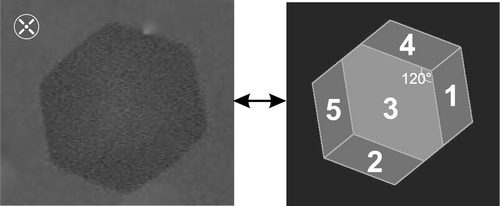 Crystal shape of BPSm2 which stays dark for all the positions of the crossed polarizers [Citation18]. The optical axis is then perpendicular to the plane of the figure. An angle of about 120° is observed on this picture.