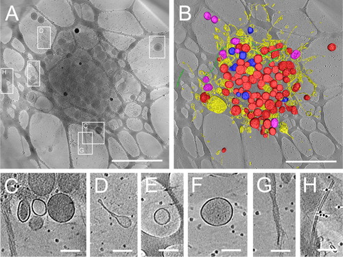 Fig. 4 Three-dimensional tomogram of ruptured platelet and surrounding vesicles in EDTA plasma. 3D structure determination of ruptured platelets in cryo-EM was obtained by tomographic data collection thus bypassing potential inaccuracies of 2D projection images of thick platelets. Cryo-electron tomography shows several types of vesicular structures and cellular debris that can be found in the vicinity of ruptured platelets. In (A), a 175 nm thick tomographic slice of a ruptured platelet showing the debris that is released. Boxed areas show the positions of the enlarged images C–H. A surface rendered representation (B) shows: dense granules (blue), which have highly dense inclusions inside; vesicles and lipid membrane structures (yellow); alpha-granules (red), which are more electron dense than other vesicles; mitochondria (purple) and microtubules (green). Small black dots in the background are fiducial gold used for tilt series alignment. The network-like structure in the background is the lacey carbon film that is used as support film. Enlargements of several places surrounding the activated platelet show release of dense vesicles (C and F), round vesicles (C, E and F) and elongated lipid membrane structures (D), rough membranous structures (G) and microtubules (H). Scale bars in A and B are 2 µm, in C–H scale bars are 200 nm.