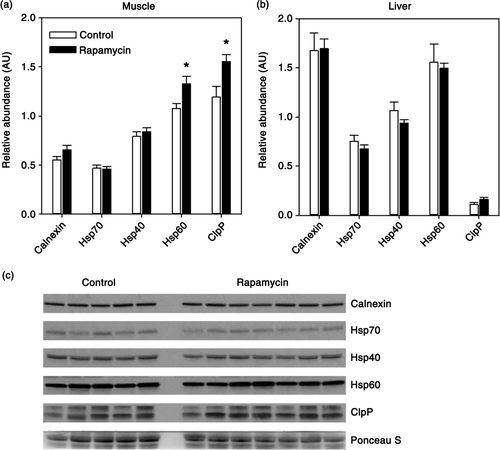 Fig. 3 Quantification of relative levels of indicated molecular chaperones in skeletal muscle (a) or liver (b) from control (n = 5) and rapamycin-treated (n = 7) marmosets. Data are presented as mean values (± SEM) for indicated groups. Data are presented as values for each protein normalized using Ponceau S staining of immunoblot as a loading control. Asterisks represent p < 0.05 for Student's t-test comparing control to rapamycin values. (c) Representative immunoblot for skeletal muscle data presented in (a).