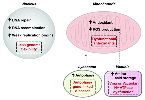 Figure 4. Summary of the effects of calorie restriction (CR) on various cellular components. CR increases DNA repair, promotes telomere length, decreases recombination particularly within repetitive DNA loci, and may also ensure the function of weak DNA replication origins. Taken together, the net effect of these changes is a decreased genomic flexibility and this may in turn prevent cells from efficiently adapting to various stress conditions (nuclear dashed box). CR-dependent hyperactivation of DNA repair processes early in life may disrupt the balance between DNA repair and telomere maintenance. With regard to mitochondrial processes, CR increases antioxidant function and lowers membrane potential to lower ROS production even in the presence of CR-dependent mitochondrial hyperactivity. However, in settings where CR-dependent increases in mitochondrial activity are not mitigated by other processes such as in superoxide dismutase mutant, CR increases ROS-dependent damage (mitochondrial dashed box). In the vacuole, CR lowers pH, which promotes amino acid storage and may help lower mitochondrial membrane potential and overall ROS levels. Vacuolar defects can cause CR to have a net negative effect on lifespan (dashed box inside vacuole). In the lysosome, CR promotes an increase in autophagy, which can help eliminate old organelles, including dysfunctional mitochondria. This helps mobilize cellular energy stores and limit toxicity caused by defective organelles. Mutations within autophagy genes are linked to a large number of clinical settings and this can in turn cause partial CR-dependent activation of autophagic processes triggering toxicity and lowering lifespan (dashed box within lysosome).