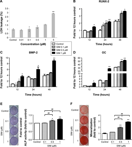 Figure S1 Simvastatin enhanced osteogenesis in D1 cells.Notes: The LDH cytotoxicity assay after simvastatin treatment at 24 hours (A). Simvastatin increased osteogenic gene expression, including in Runx-2 (B), BMP-2 (C), and osteocalcin (OC) (D) by real-time PCR. Simvastatin dose-dependently increased ALP stain on Day 3 (E) and Alizarin Red S stain on Day 5 (F). *P<0.05; **P<0.01; ##P<0.01 vs SIM (1 µM).Abbreviations: SIM, simvastatin; ALP, alkaline phosphatase; LDH, lactate dehydrogenase; PCR, polymerase chain reaction.