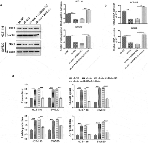 Figure 6. CircPLOD2 regulated the SIX1-mediated Warburg effect in colon cancer through miR-513a-5p. (A) Representative blots and analyses for SIX1 in circPLOD2-depleted HCT-116 and SW620 cells with or without miR-513a-5p inhibitor treatment. (B) Relative expression of SIX1 in circPLOD2-depleted HCT-116 and SW620 cells with or without miR-513a-5p inhibitor treatment was measured by qRT-PCR. (C) The pyruvate level, glucose uptake, lactate production and ATP production in HCT-116 and SW620 cells with different transfection. N = 3, all data were represented as mean ± SD. ***p < 0.001.