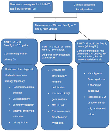 Figure 1 Diagnostic algorithm for congenital hypothyroidism.