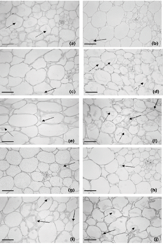 Figure 7 Micrographs of melon mesocarp (parenchyma tissue) subjected to different treatments. (a) osmodehydrated in a 40°°Brix sucrose solution; (b), (c), (d) and (e) osmodehydrated in a 40˚Brix sucrose solution with the addition of 5, 10, 15 and 20 g kg−1 of calcium lactate; (f) osmodehydrated in a 60°Brix sucrose solution; (g), (h), (i) and (j) osmodehydrated in a 60°Brix sucrose solution with the addition of 5, 10, 15 and 20 g kg−1 of calcium lactate. Scale Bar = 140μm. solid arrows = cell wall damage; dashed arrows = cellular plasmolysis.