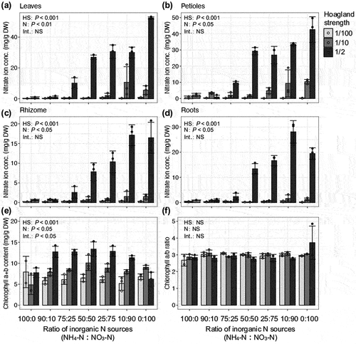 Figure 2. Effects of nutrient strength and inorganic N sources on chlorophyll and nitrate concentrations in young wasabi plants.