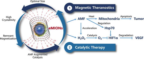Figure 1. Magneto-catalytic theranostics of encapsulin-produced magnetic iron oxide nanocomposites (eMIONs). Schematic illustration of eMIONs for magnetic-to-thermal conversion under alternating magnetic field (AMF). With the optimal size of the inner cores for magnetic hyperthermia induction, ~100% crystallinity, excellent magnetic saturation and remnant magnetization, eMIONs exhibit superior magnetic thermal induction under AMF for magnetic theranostics. Moreover, eMIONs are powerful catalase-like nanozymes for catalytic therapy. It can suppress the tumor growth effectively by generating heat and inducing apoptosis, as well as synergize the catalyzation by augmenting oxygen production to modulate the tumor microenvironment, activating heat-shock proteins (Hsp) 70 and decreasing the expression of hypoxia-inducible factor-1α (HIF-1α) and vascular endothelial growth factor (VEGF)