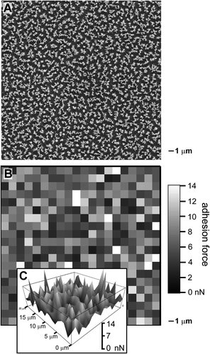 Figure 2 (A) SEM image and (B,C) force maps, each corresponding to an area of 20 × 20 μm. (B) The force map acquired using a tipless cantilever controlled by a scanning probe microscope indicates the measured adhesion forces (in gray scale) with lateral cantilever offsets of 1 μm between each measurement. (C) A 3D topographic view of the force map with a vertical scale from 0 to 14 nN.