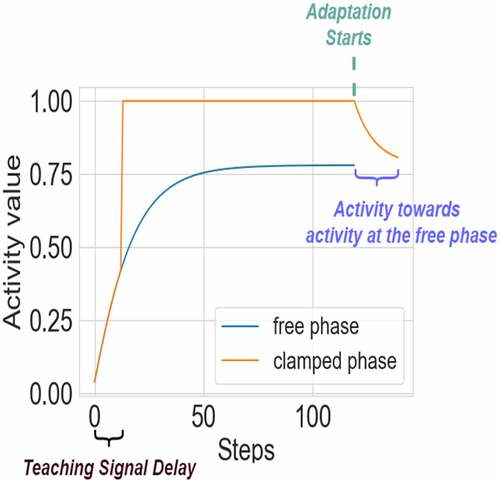 Figure 1. An example of neuron activity during the free and clamped phases with adjusted adaptation. For visual clarity, only one representative neuron from the top layer is shown. The time steps for free and clamped phases are 120, and teaching signals are given after 12 steps. The adjusted adaptation steps are 20. After 120 steps at the clamped phase, additional 20 steps for the adaptation are applied using EquationEq. 8(8) xˆadp,t+1=1−cxˆadp,t+c∗x∗∨(8) .