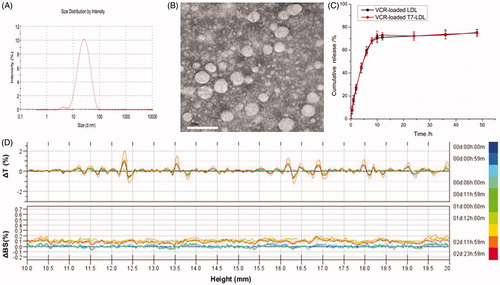 Figure 2. Physicochemical characterization of VCR-loaded T7-LDL. (A) Particle size distribution of VCR-loaded T7-LDL. (B) Morphological appearance of VCR-loaded T7-LDL based on TEM. Stability of VCR-loaded GKRK-APO in the full rat serum. (C) The transmission and backscattering profiles were measured at each time point using a Turbiscan Lab® Expert analyzer. (D) In vitro release of VCR from T7-LDL and LDL at pH 7.4 at 37 °C, respectively. The data are presented as the means ± SD (n = 3). *Indicates p < .05.