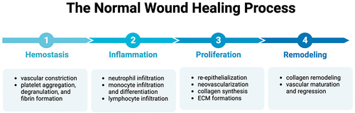 Figure 1 The physiological process of normal wounds. (figure was created with BioRender.com).