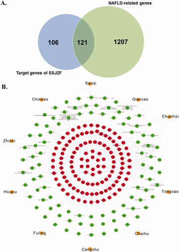 Figure 5. The predictive empirical compound-target network model (ECT network model) of SSJZFZ in the treatment of NAFLD. (A) 121 overlapping target genes within NAFLD-related genes and target genes of SSJZF were obtained by Venn diagram. (B) The predictive empirical compound-target network model (ECT network model) of SSJZFZ in the treatment of NAFLD was constructed by Cytoscape visualisation software. The orange circles indicate the herbs of SSJZF. The green circles indicate the compounds in the herbs. The red circles indicate the potential targets of the compounds.