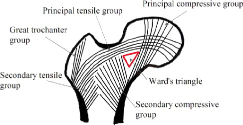 Figure 1. Trabecular structure of proximal femur [Citation11].