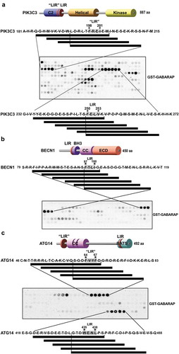 Figure 1. Peptide array analysis indicating LIR motifs in PIK3C3, BECN1 and ATG14. An array of 20-mer peptides covering the full-length of PIK3C3, BECN1 or ATG14, was synthesized on cellulose membrane. Each peptide was shifted 3 amino acids relative to the previous peptide. The array was probed with 1 µg/ml of GST-GABARAP for 2 h and binding was detected with anti-GST antibody. The amino acid sequence for the GABARAP interacting peptides is shown with the interacting peptides depicted as black lines. (a) Identification of two putative LIR motifs in PIK3C3 and a schematic representation of the domain organization of human PIK3C3. The locations of LIR-F198 (‘LIR’) and LIR-F250 (LIR) are indicated. (b) Identification of a minimal LIR motif in BECN1 and a schematic representation of the domain organization of human BECN1 with the LIR motif indicated. (c) Detection of two putative LIR motifs in ATG14. The domain organization of human ATG14 is schematically depicted with the locations of LIR-F64 (‘LIR’) and LIR-W435 (LIR) indicated. BH3: BCL2 homology (BH) domain 3. CC: coil-coil domain. ECD: evolutionarily conserved domain. BATS: Barkor/ATG14 autophagosome targeting sequence domain.