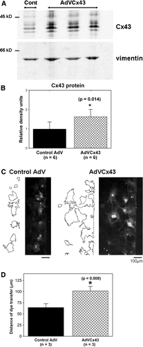 Figure 5.  AdVCx43 infection resulted in overexpression of Cx43 and increased intercellular coupling in adult cardiac fibroblasts. (A) Fibroblasts isolated from wild-type hearts treated with control adenoviral (Cont; first lane) or AdVCx43 (last three lanes) constructs (MOI 50 to 100), blotted with anti-Cx43 antibody (top). The same membrane was blotted with anti-vimentin antibody (bottom). Equal amount of protein (20 µg) was loaded in each lane and Cx43 band densities were normalized to vimentin band densities. Each value was then normalized to the control values on each membrane. (B) Histograms of summarized data showing a 1.6-fold increase in Cx43 protein expression in AdVCx43-infected fibroblasts. (C) Fluorescence images showing Lucifer yellow dye transfer after scrape-loading in wild-type control adenovirus-infected (Control AdV; MOI 100; left) and AdVCx43-infected (MOI 100; right) adult murine cardiac fibroblast cultures. Outlines beside each fluorescence image represent the areas of dye transfer obtained using ImageJ software. The distance of dye transfer was calculated as described in the legend for Figure 4 and in the text. (D) Histograms of summarized data showing a 60% increase in distance of dye transfer in fibroblasts overexpressing Cx43.