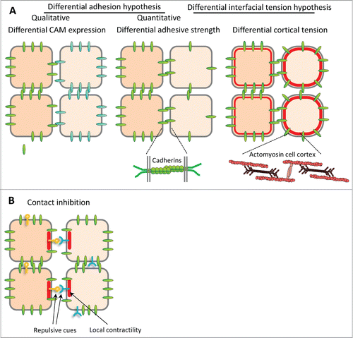 Figure 1. Models for boundary formation. (A) Classical models for cell sorting and tissue separation based on differences in cell-cell adhesion and cortical contractility. Sorting may be achieved (A) by cell-type specific expression of different cell adhesion molecules (CAMs) with stronger affinity for homotypic binding than for heterotypic interaction, or (A’) by differences in adhesive strength between cell types (differential adhesion hypothesis, or DAH), resulting for instance from different levels of adhesion molecules. (A”) Difference in cell cortex contractility can also lead to cell sorting. Recently, adhesion and contractility have been integrated into a single description of adhesive cell interactions, but for simplicity of depiction they are shown in separate panels here. B. Cell sorting/tissue separation may also be produced by the complementary expression of repellent cell surface cues, which would trigger local cortex contraction and cell repulsion at heterotypic contacts, a process termed contact inhibition.
