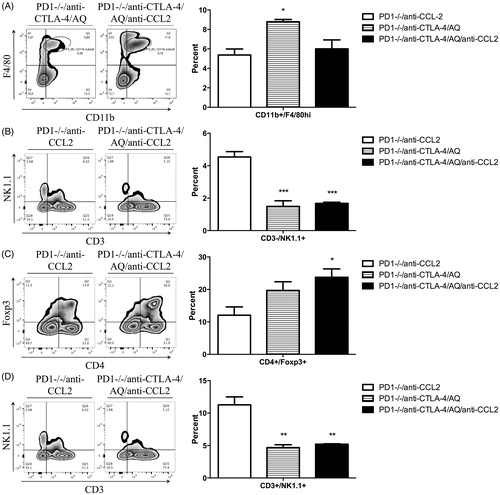 Figure 6. Flow cytometry analysis of mononuclear leukocytes in liver. Representative zebra plot and average from three animals are displayed. Mononuclear cells with significant differences among the treatment groups compared to control are displayed (data not shown when difference was not significant). PD1−/− mice treated with an anti-CCL2 (PD1−/−/anti-CCL2), PD1−/− mice with anti-CTLA-4 and AQ (PD1−/−/anti-CTLA-4/AQ), PD1−/− mice with anti-CTLA-4, AQ, and anti-CCL2 (PD1−/−/anti-CTLA-4/AQ/anti-CCL2). (A) Significantly decreased percentage of F4/80hi macrophages in the PD1−/−/anti-CTLA-4/AQ/anti-CCL2 group compared to in PD1−/−/anti-CTLA-4/AQ group. (B) Significantly decreased NK cell percentages in PD1−/−/anti-CTLA-4/AQ and PD1−/−/anti-CTLA-4/AQ/anti-CCL2 groups compared to in PD1−/−/anti-CCL2 group. (C) Treg cell percentages were significantly increased in PD1−/−/anti-CTLA-4/AQ/anti-CCL2 mice vs. in the PD1−/−/anti-CCL2 mice. (D) NKT cells were significantly decreased in PD1−/−/anti-CTLA-4/AQ and PD1−/−/anti-CTLA-4/AQ/anti-CCL2 groups compared to in PD1−/−/anti-CCL2 mice. Values shown are means ± SE. One-way ANOVA. *p < 0.05, ***p < 0.001.