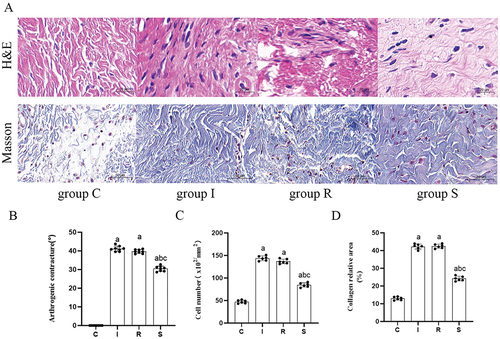 Figure 2. Arthrogenic contracture, H&E staining, and Masson staining.