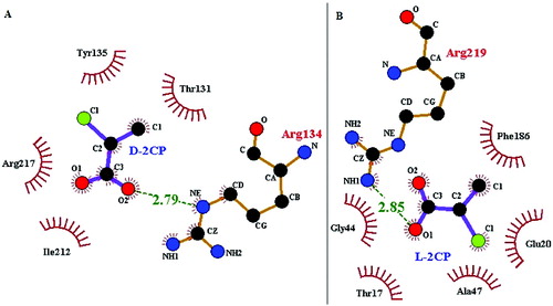 Figure 3. Two-dimensional diagrams of the DehD residues that interact with d-2CP (A) and l-2CP (B). Colour coding: nitrogen, blue; oxygen, red; carbon, black; and chlorine, green. d-2CP and l-2CP bonds are shown in purple; non-substrate bonds are shown in orange; hydrogen bonds are shown in olive green and their lengths are provided; DehD residues that form hydrophobic interactions between DehD [Citation34] and d-2CP and l-2CP are shown as red spikes, and their atoms involved are shown as balls.