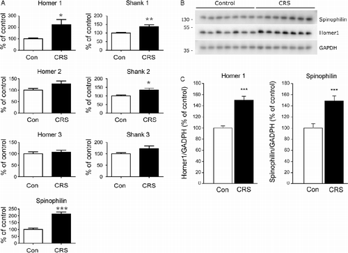 Figure 3.  (A) CRS enhanced expression of genes associated with postsynaptic density. Values for each individual were normalized with the geometric mean of the reference genes, Ywhaz and Actb. Plotted data show mean group values+SEM of mRNA expression as percentage of control, * indicates significant differences between groups (p < 0.05, t-test); n = 14. (B) Representative immunoreactive bands from immunoblots are shown. (C) Individual bands were quantified by densitometry, normalized to GAPDH, and expressed as the mean ± SEM of control (n = 14 animals; ***p < 0.001, t-test). The Shank proteins could not be quantified due to low-intensity signals.