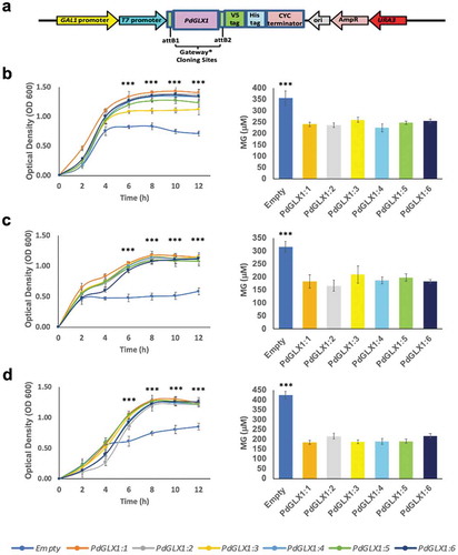 Figure 7. Heterologous expression of PdGLX1 enzymes in E. coli BL21 provides different levels of tolerance to various abiotic stresses. The PdGLX1 genes were cloned into the protein expression vector (pET-DEST52-PdGLX1:1–6) under the control of the T7 promoter (a). The transgenic bacteria were grown in the presence of different abiotic stresses, including MG (0.5 mM MG) (b), salinity (200 mM NaCl) (d), and oxidative stress (5 mM H2O2) (f). The MG concentration in the cells was measured for each treatment. The growth of the cells was spectrophotometrically monitored during the experiment. Asterisks (***) indicates p ≤ 0.001; mean ±SD, n = 3