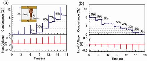 Figure 12. (a) Increase in the quantized conductance states in a Ag/Ta2O5/Pt device as a result of applying positive pulse voltage to the Ag electrode. (b) Decrease in the quantized conductance states as a result of applying negative pulse voltage to the Ag electrode. Reproduced with permission [Citation57]. Copyright 2012, IOP.