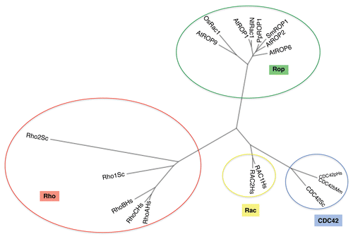 Figure 1 Phylogenetic relationships of Rho-family small GTPases. A unrooted phylogenetic tree for representative members of the Rho family of small GTPases from different kingdoms. Representative members of ROP proteins are included, and only some members of Rho, CDC42 and Rac subfamilies are shown.