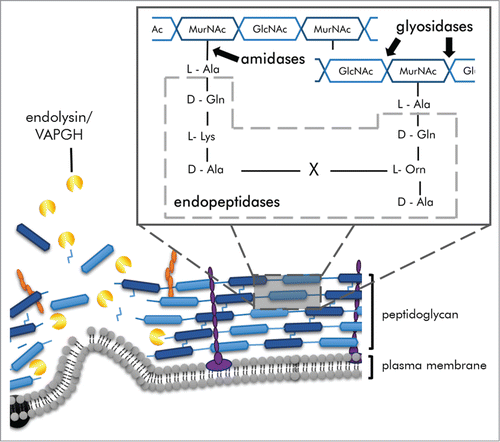 Figure 2. Schematic of bacterial cell envelope attacked by phage-encoded proteins during lytic replication. (A) Endolysins and holins work in concert for cell lysis during the final stages of replication. (B) Virion-associated peptidoglycan hydrolases are used by certain phage to puncture through the bacterial cell envelope. (C) Depolymerases degrade the extracellular polysaccharides and lipopolysaccharides that can be barriers to viral cell surface adsorption.