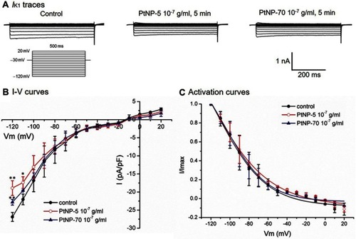 Figure 4 The suppressing effects of PtNP-5 and PtNP-70 (10–7 g/mL) on the IK1 channel currents in cultured neonatal cardiomyocytes. (A) Typical IK1 current tracings at baseline (control) and after exposure, respectively, to PtNP-5 and PtNP-70 for 5 mins. (B) The I–V curves of IK1 channels at baseline and after exposure to PtNP-5 and PtNP-70 for 5 mins. (C) the activation curves of IK1 channels at baseline and after exposure to PtNP-5 and PtNP-70 for 5 mins. Note that both PtNP-5 and PtNP-70 decreased the IK1 current densities but did not significantly affect the channel activation kinetics. * P<0.05, ** P<0.01 vs the corresponding value of control.Abbreviations: Vm, membrane potential; I-V curve, current/voltage curve.