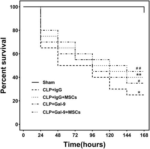 Figure 1. Seven-day survival rate for mice in each group: Each group consisted of 20 animals. Kaplan-Meier curves represent the survival rate in each group. compared with CLP + IgG group, #p < .05, **p < .05; compared with the CLP + Gal-9 group, ##p > .05.